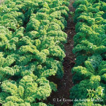 Chou Kale Halbhoher Grüner Krauser Bio - Ferme de Sainte Marthe