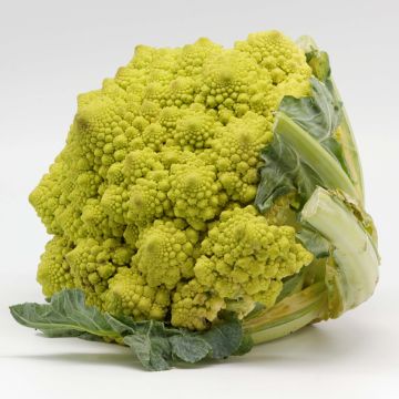 Chou Romanesco en mottes potagères