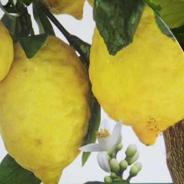 Citronnier - Citrus limon Femminello Incappucciato