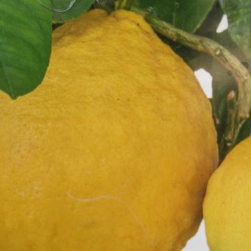 Citrus Lipo - Citrus limon x Citrus paradisi