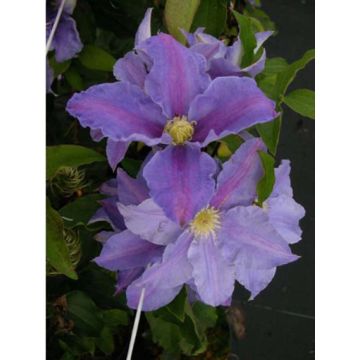 Clématite - Clematis Beata