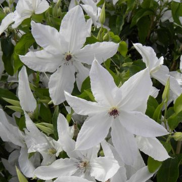 Clématite - Clematis Beautiful Bride