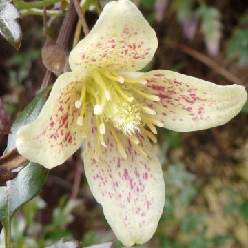 Clématite - Clematis cirrhosa Balearica