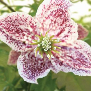 Clématite - Clematis cirrhosa Freckles