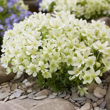 Clématite - Clematis Emerald Dream