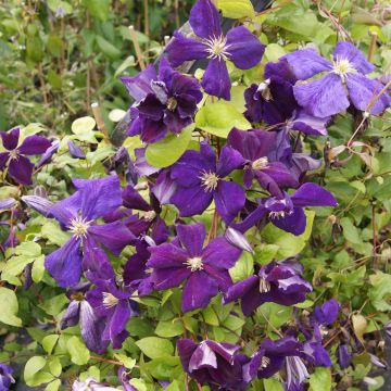 Clématite - Clematis jackmanii Superba