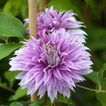 Clématite - Clematis Josephine