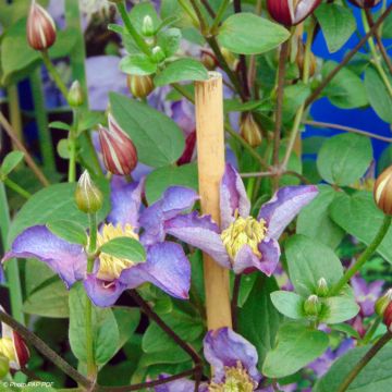 Clématite - Clematis Exciting