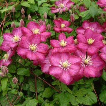 Clématite - Clematis Ville de Lyon 