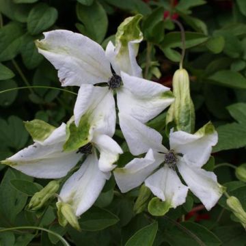 Clématite - Clematis Viticella Alba Luxurians