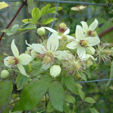 Clématite - Clematis tangutica Grace