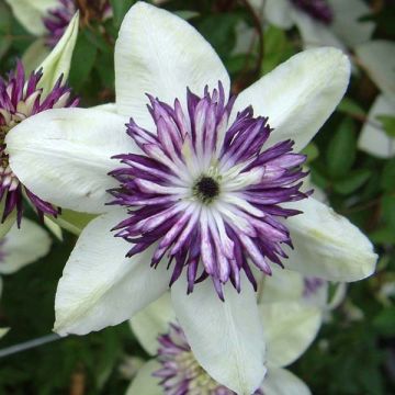 Clématite - Clematis florida Sieboldii