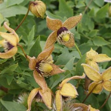 Clématite - Clematis tangutica Tibetan Mix