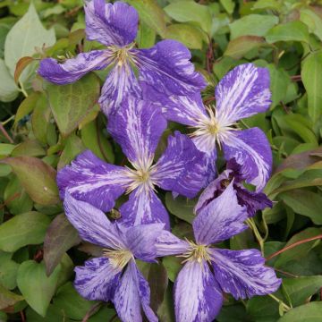 Clematite Tie Dye - Clematis - Clématite à grandes fleurs