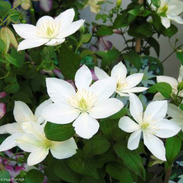 Clématite - Clematis Baby Star