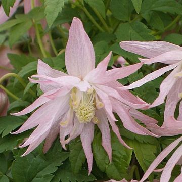 Clématite - Clematis Country Rose
