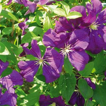 Clématite - Clematis viticella Etoile Violette