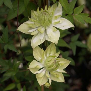 Clématite florida alba plena