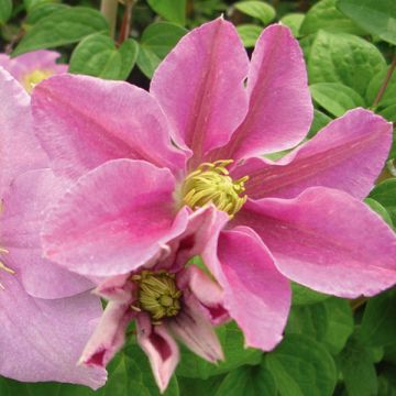 Clématite - Clematis Hanagurama