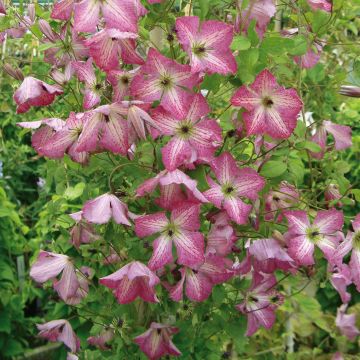 Clématite - Clematis I am Happy