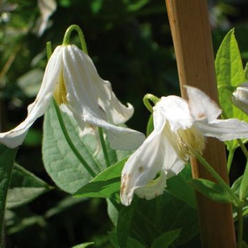 Clématite - Clematis integrifolia Alba