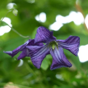 Clématite italienne - Clematis viticella