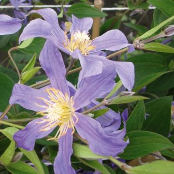 Clématite - Clematis Juuli