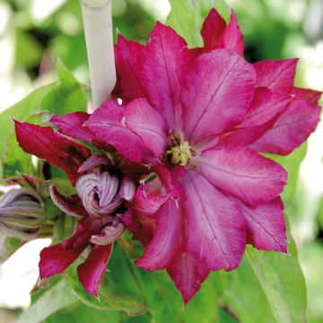 Clématite - Clematis Kaen