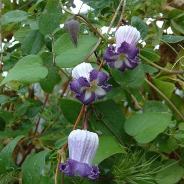 Clématite - Clematis pitcheri