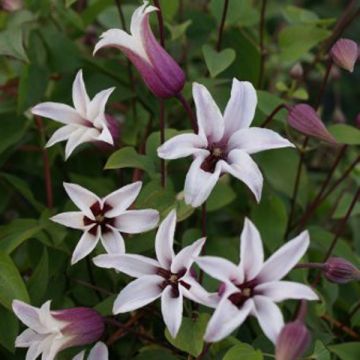 Clématite - Clematis texensis Princess Kate