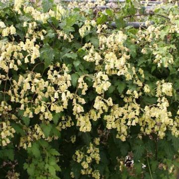 Clématite - Clematis rehderiana