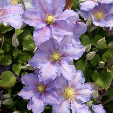 Clématite - Clematis patens Spotlight