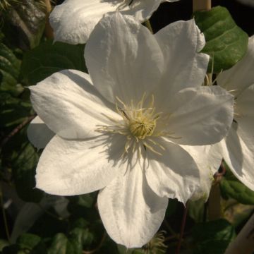 Clématite - Clematis The Bride