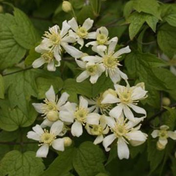 Clématite - Clematis vitalba Trichotoma