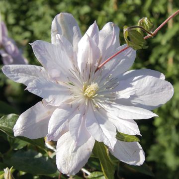 Clématite - Clematis Violet Elisabeth