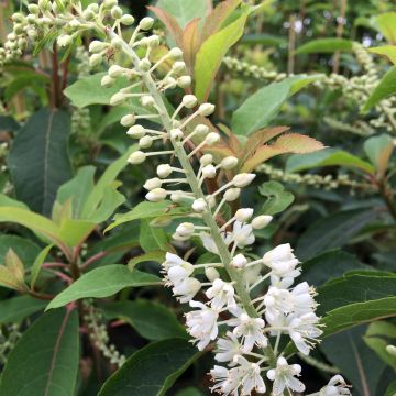 Clethra barbinervis Great Star