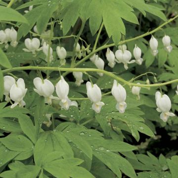 Coeur de Marie Blanc - Dicentra spectabilis Alba