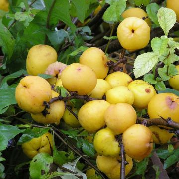 Cognassier du Japon Cido - Chaenomeles japonica