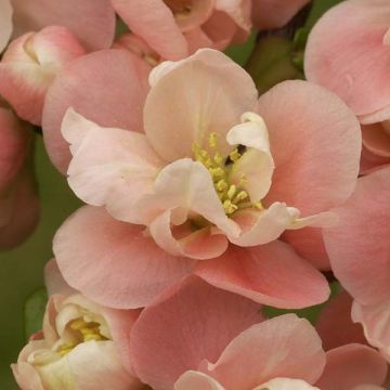 Cognassier du Japon Falconnet Charlet - Chaenomeles speciosa