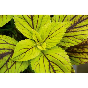 Coleus Copinto Caipirinha