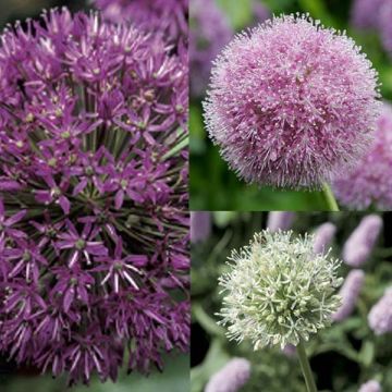 Collection 10 Alliums