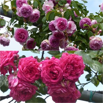 Collection 2 Rosiers grimpants roses