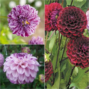 Collection 3 dahlias balle, tons frais