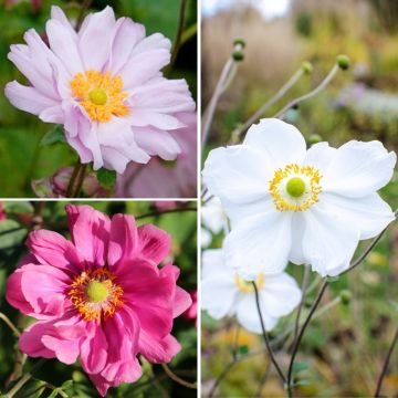 Collection Anémones du Japon à fleurs doubles