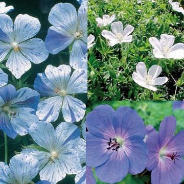 Collection Geraniums Vivaces Blanc Bleu