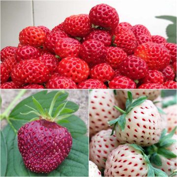 Collection de 3 fraisiers Framberry, Cherry Berry, Pineberry