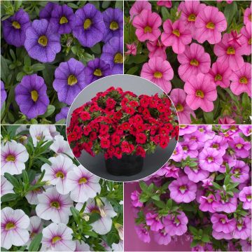 Collection de 5 Calibrachoa ou Mini-pétunias