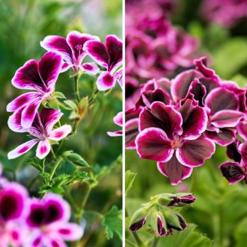 Collection de géraniums parfumés anti-moustiques - Pelargonium odorant