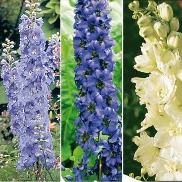 Collection de 6 Delphiniums Pacific