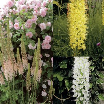 Collection Eremurus